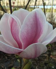 Baumschulen Eilers GbR Bild 12