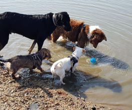 Keep Cool Dog image 16