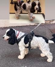 Happy Dog image 8