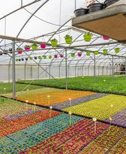 Fleurs Stempfler image 1