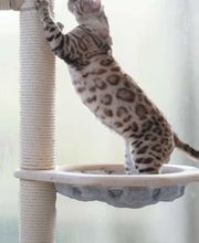 katzenbaum.ch Bild 8