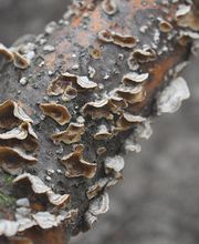 Baumpflege Luisoni GmbH Bild 9