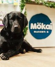 Mökai Mascotas imagen 12