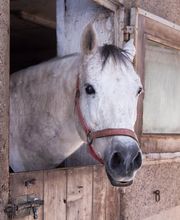 Pension Reiterhof Kurze Bild 3