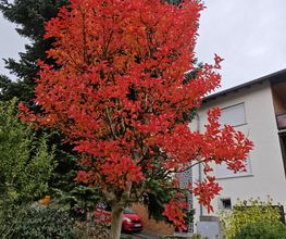 Siele Gartenpflege