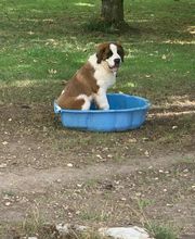 Cani Services image 9