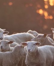 WollReich Haslital GmbH Bild 2