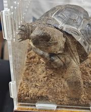 Tree of Life Exotic Pet Medical Center image 8