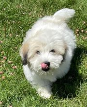 La Pouponnerie image 14