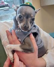 Back Mountain Veterinary Hospital image 14