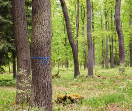 Freie Baumgrabstätten im FriedWald Fürstenwalde sind mit einem blauen Band gekennzeichnet.