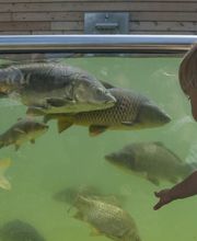 Domaine de Vendresse image 4