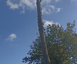 Arbre Design image 2