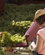 P.M Jacqueson image 1