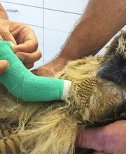 Kleintierpraxis Dr. Patrick Schlegel Bild 5