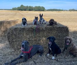 Doglife Bild 5
