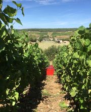 Champagne Cordeuil Père et Fille image 3