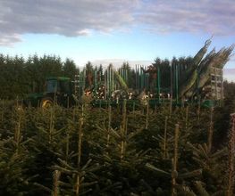 Bonoron Sapins image 1