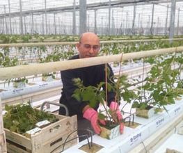 Agrotomato SA Bild 2