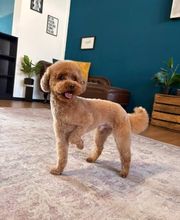 Artgerecht-dogspa Bild 8