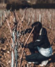 Champagne Gautherot image 19