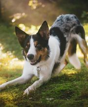 PAW CENTER Veterinary Hospital/Urgent Care image 13