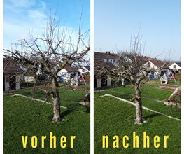 Baumschnitt