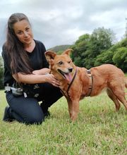 Hundetraining mit Herz Bild 1