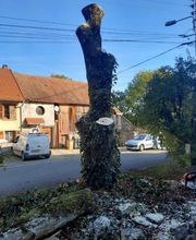 Sarl Pierrot Elagage image 9