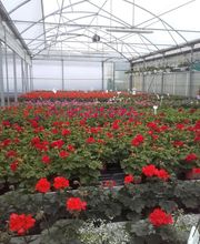 Blütenpracht Hirschi GmbH Bild 9