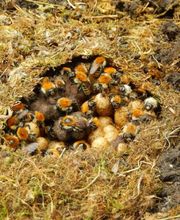 Stop Guêpes & Frelons image 4