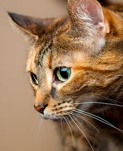 Chartiers Animal Hospital Ltd image 3