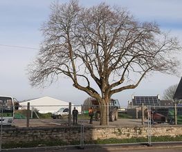 Arbres-Eco image 19