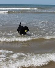 Die Schule der Labradorfreunde Bild 11