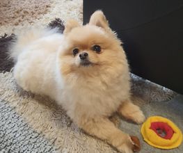 Silvis mobiler Hundefriseur Bild 6