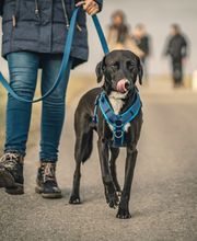 Hundeschule Wauschlau - Mantrailing	Mantrailing bei der Hundeschule Wauschlau: Anspruchsvolle Nasenarbeit, bei der Hunde lernen, Menschen über Geruch zu verfolgen. Beliebt als Freizeitbeschäftigung oder professionelles Training zur Personensuche.
