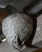 colaves-Schädlingsbekämpfung in Hannover - Hildesheim - Hameln