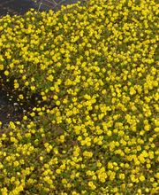 Staudengärtnerei David Müller Bild 61