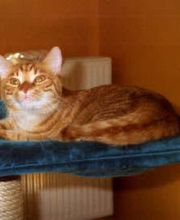 Emmas Katzenparadies Bild 3