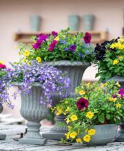 Blumen Brügger Bild 7