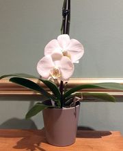 Bun Thaï Bien-Etre image 3