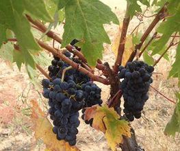 vineos-ribera-del-duero-burgos.jpg