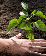 Patrick Comte EURL image 1