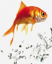 Remediance Rh image 4