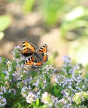 Marti Garten AG Bild 3