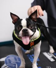 Levittown Animal Hospital image 14