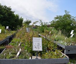 Wildpflanzengärtnerei Flora di Berna Bild 12
