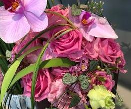 Blumen Meyer Bild 5