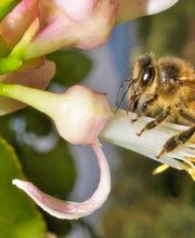 MIEL Y SOLO MIEL imagen 4