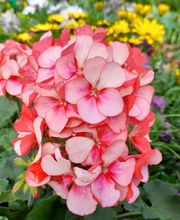 Villaverde Lecornu Jardinerie EURL image 4